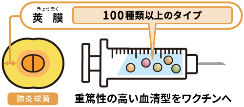 肺炎球菌結合型ワクチンに含まれる血清型って何？